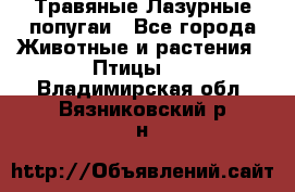 Травяные Лазурные попугаи - Все города Животные и растения » Птицы   . Владимирская обл.,Вязниковский р-н